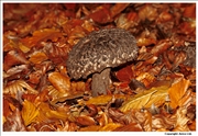 Old Man of the Woods 1